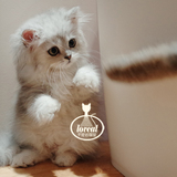 【千宠名猫馆】宠物猫 活体 银渐层 高地长毛猫 立耳猫 幼猫出售
