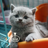 （已定）活体售出欣赏 英短蓝猫 英国短毛猫宠物 纯血统猫咪宝宝