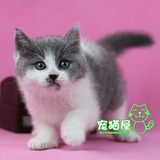 自家纯种繁育 英国短毛猫 蓝白正八 宠物活体幼猫 英短蓝白母猫