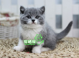 自家纯种繁育猫咪 英国短毛猫 英短蓝白宠物猫活体 重点黑鼻子