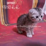 苏格兰折耳猫 银色虎斑折耳猫 幼猫  2016.3