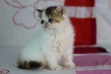（以到新家）异国短毛猫 加菲猫宠物猫纯种加菲猫三花梵文梵妹妹