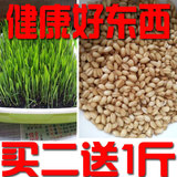 纸上种菜 小麦草种子芽苗菜种子榨汁无土栽培绿色小麦草猫草猫粮