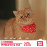 出售宠物猫异国短毛猫加菲猫纯种幼猫活体家养红虎斑黄白可上门