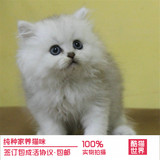 出售家养金吉拉银渐层 活体 幼猫 幼崽金吉拉白色长毛猫