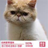 CFA纯种赛级家养 水滴眼梵文 加菲猫宠物猫咪异国短毛猫幼猫 活体
