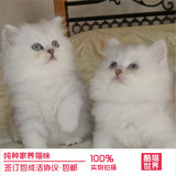 猫舍出售金吉拉纯种健康 活体幼猫 金吉拉长毛猫宠物猫 家养繁殖