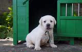 上海出售纯种拉布拉多犬幼犬出售中型犬导盲犬寻回犬宠物狗可上门