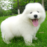 白色狗狗萨摩耶幼犬 萨摩耶幼犬出售 纯种萨摩耶幼犬 萨摩耶狗186