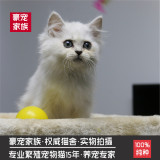 出售金吉拉幼猫 纯种家养 银渐层金吉拉 宠物猫 活体 猫咪银渐层