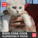 英国短毛猫 纯种银渐层 折耳宠物猫活体 幼猫【 可预订】