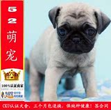 出售巴哥犬幼犬纯种活体宠物狗狗犬北京送狗上门05