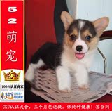 出售柯基犬幼犬纯种威尔士柯基犬活体宠物狗狗犬北京送狗上门06
