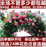 多花蔷薇花苗5年爬藤苗四季庭院阳台攀援花卉观花绿植物盆栽玫瑰