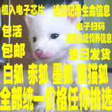 包邮包活 宠物狐狸活体 雪狐赤狐熊猫狐 1只起售 2只起批发