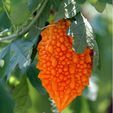 水果赖/癞葡萄种子小癞瓜种子 金癞瓜阳台盆栽水果春季蔬菜种子