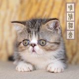 2015家养CFA纯种血统赛级加菲猫棕虎斑异国短毛宠物活体幼小猫咪D