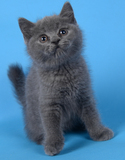 英国短毛猫 英短蓝猫 蓝白 淡紫 丁香色 猫猫 猫咪 宠物猫