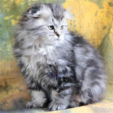 【魅迹湾】苏格兰折耳猫（高地） 棕虎斑弟弟 宠物猫 幼猫出售