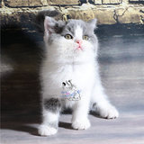 【magie】CFA注册英国短毛猫蓝白MM 蓝白色英短 活体宠物出售预订