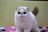 【靓梵名猫】美国CFA注册猫舍 加菲猫 异国短毛猫 纯种猫 宠物猫