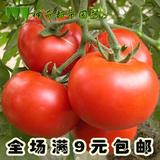 阳台盆栽水果蔬菜种子菜籽秋季种 大番茄西红柿种子春季蔬菜种子
