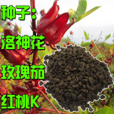 玫瑰茄 洛神花种子 红桃K果 玫瑰茄茶种子 一两1000粒 满3包邮