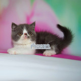 出售加菲猫宠物猫活体蓝白加菲猫幼猫纯种宠物猫加菲猫纯种短毛猫