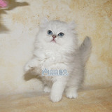 出售金吉拉幼猫 宠物猫金吉拉纯种包养活