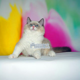 出售布偶猫纯种幼猫宠物猫布偶猫宠物活体布偶猫包健康