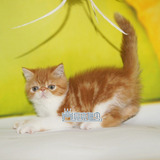 出售加菲猫宠物加菲猫幼猫纯种异国短毛猫活体包养活