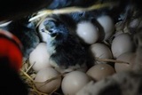 观赏鸡    元宝鸡   受精蛋   种蛋（买九送一）