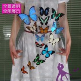 真蝴蝶标本 装饰画 双面可见 世界名贵蝴蝶 展品租赁 出售