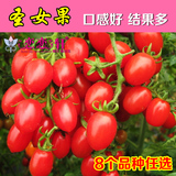 番茄种子 恋恋轩盆栽水果樱桃 阳台种菜西红柿圣女果蔬菜种子批发