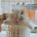 【道奇垂耳兔】宠物兔子活体纯种荷兰垂耳兔活体盖脸猫猫兔兔宝宝