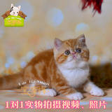 【宝家缘】纯种加菲猫/异国短毛猫/宠物猫咪/活体加菲幼猫#551