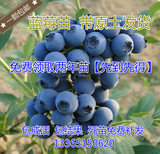 蓝莓苗 南方北方种植 蓝莓树苗盆栽地栽 当年结果 多种品种规格