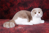 【萌萌猫语】CFA 苏格兰折耳 乳白双色 英国短毛猫 种公展示
