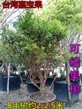 正宗台湾嘉宝果树苗树葡萄树苗8年树高约2-2.5米