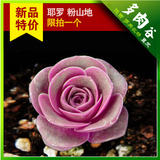 耶罗粉山地玫瑰 韩国进口多肉植物 播种实生苗黄金粉山地 粉玫瑰