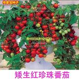 盆栽矮生红珍珠番茄种子 樱桃番茄种子 圣女果种子水果蔬菜种子