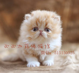 异国短毛猫CFA注册带证书 纯种红白加菲猫DD公猫 活体【鲁尼】