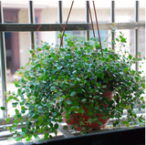 吊兰办公室室内绿色植物盆栽 千叶吊兰 新房装修吸甲醛 净化空气