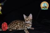 孟加拉豹猫幼猫金豹豹点弟弟活体包健康100%实物拍玫瑰花豹猫