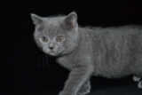 英短蓝猫出售中 英短 折耳纯种蓝猫幼猫 活体宠物猫 证书 萌宠