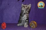 美国短毛 出售中立耳 弟弟纯种美短幼猫 活体宠物猫 赛级证书