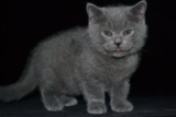 英短蓝猫出售中 英短 折耳纯种蓝猫幼猫 活体宠物猫 证书 小猫