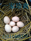 北京油鸡种蛋   中华宫廷黄鸡种蛋受精蛋孵化用蛋 活动价4元一枚