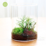 ECOEY 苔藓微景观小森林直筒玻璃生态瓶桌面创意迷你绿植盆栽礼品