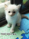 【YAMI MIAO猫舍】蓝双色布偶猫弟弟\幼猫宠物活体\带CFA繁育权